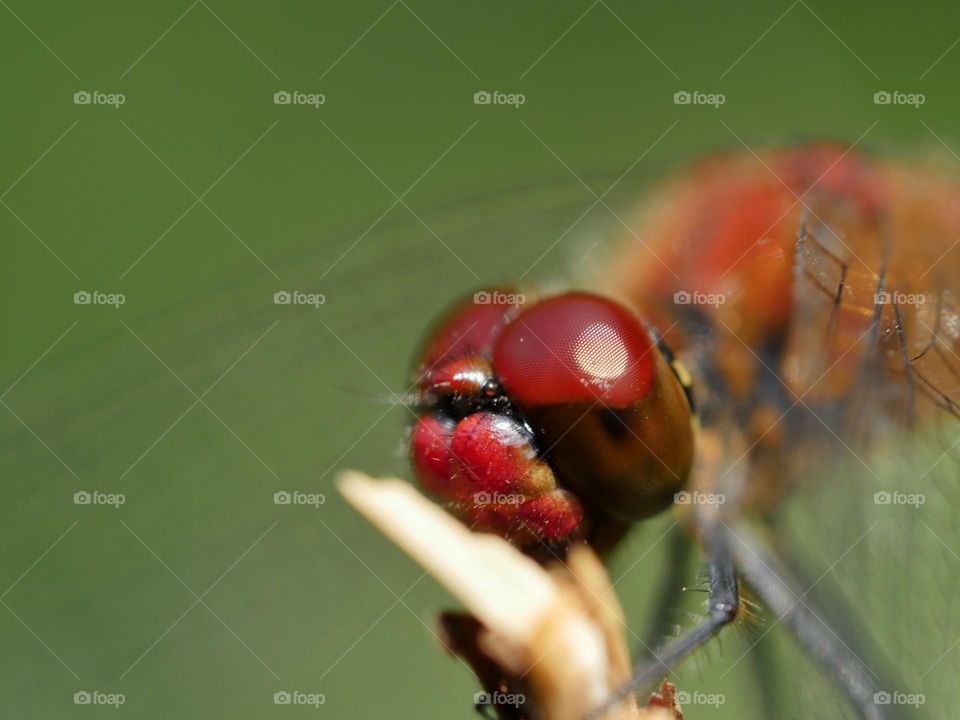 Close-up of dragonfly