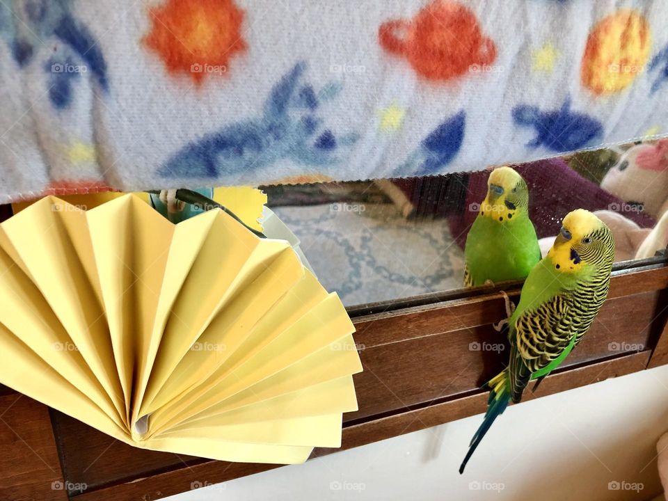 Kiwi playing at the mirror / looking cute 🦜❤️ 