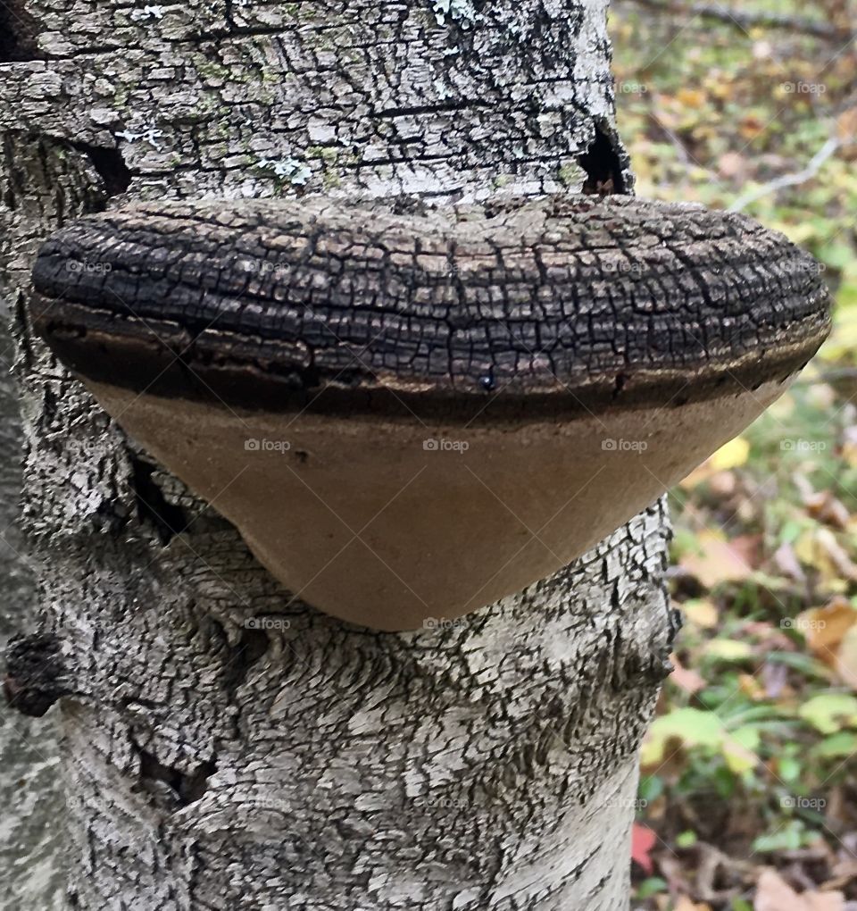Phellinus igniarius, a fungus, the ashes of which are used as a tobacco additive to increase nicotine absorption, and also being investigated for medical uses