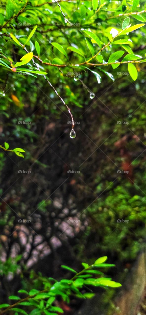 Rain Drop in Plants