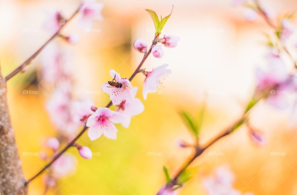 Capturing the process of honeybee collecting sweet nectar.