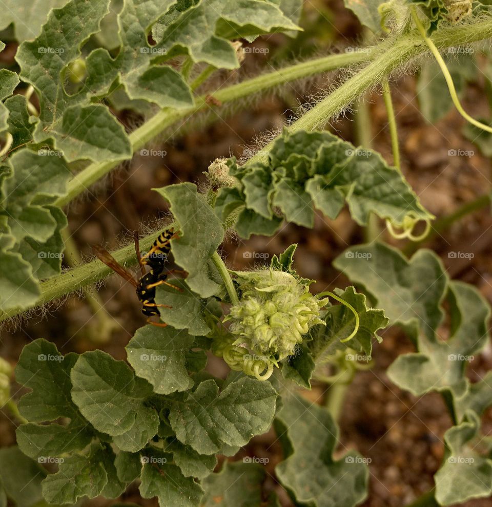 Yellow jacket in a watermelon plant