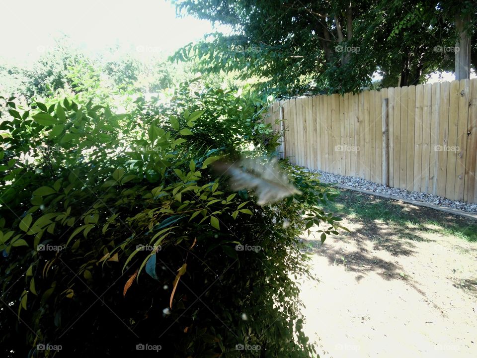 feather lite. This tiny feather was caught up in a spider web