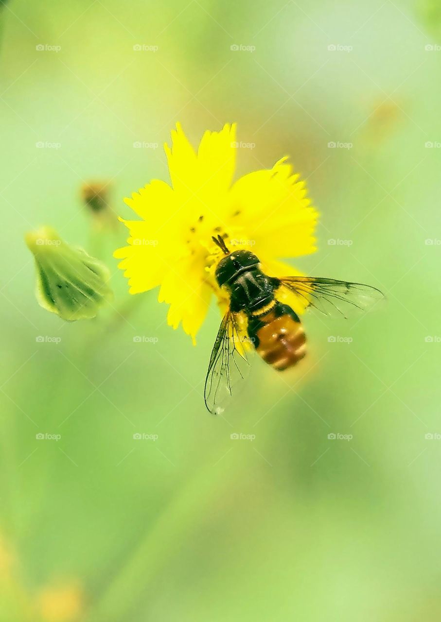 Bill Gates Flower Fly on Nipplewort Flower