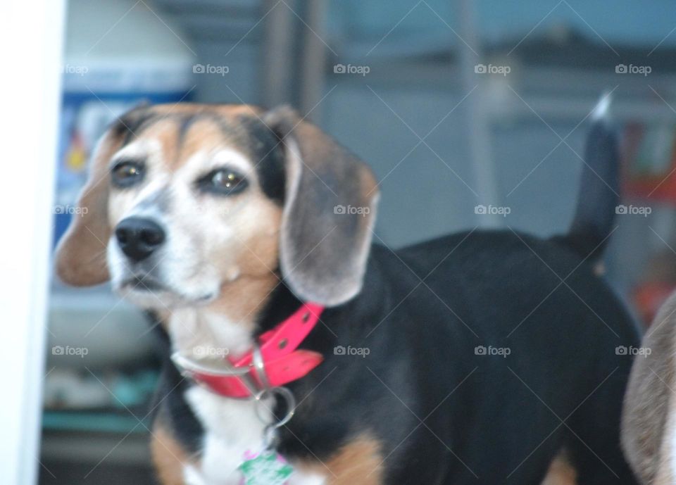 A black, tan, and white beagle dog wearing a pink collar standing