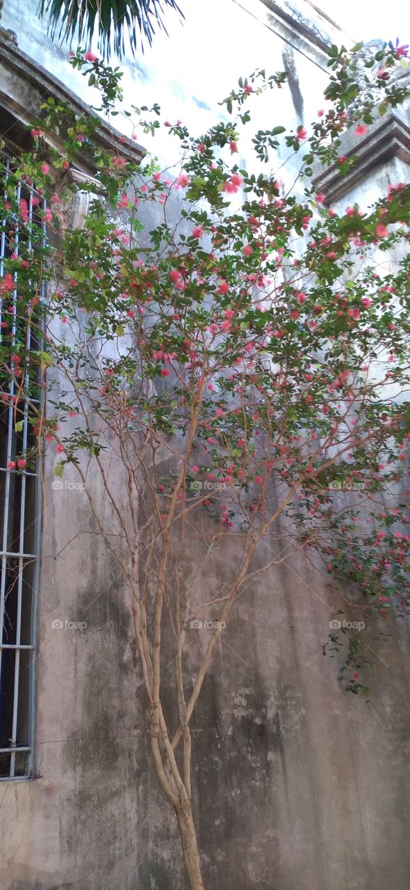 ordinary tree with extraordinary flowers