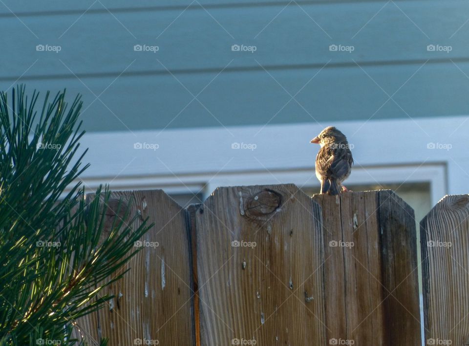 Sparrow perching on fence