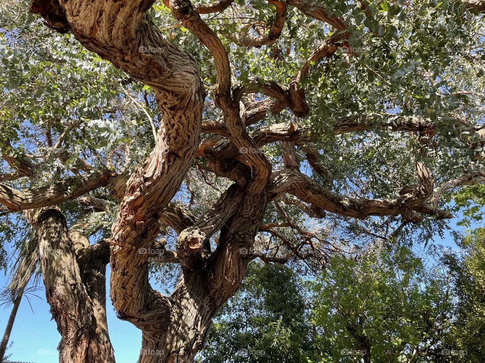 Old tree with intricate trunk and bark structure, with irregular bark texture on a sunny day
