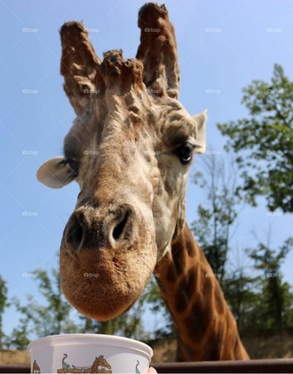 Giraffe 