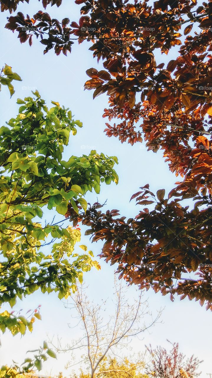 Sharing Spring Trees