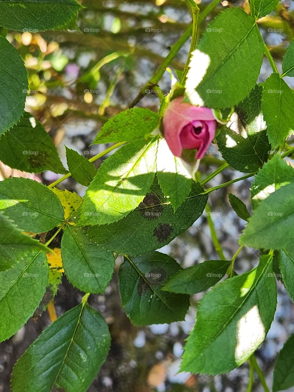 close up of small pink rose bud amongst green leaves in Summer sunlight