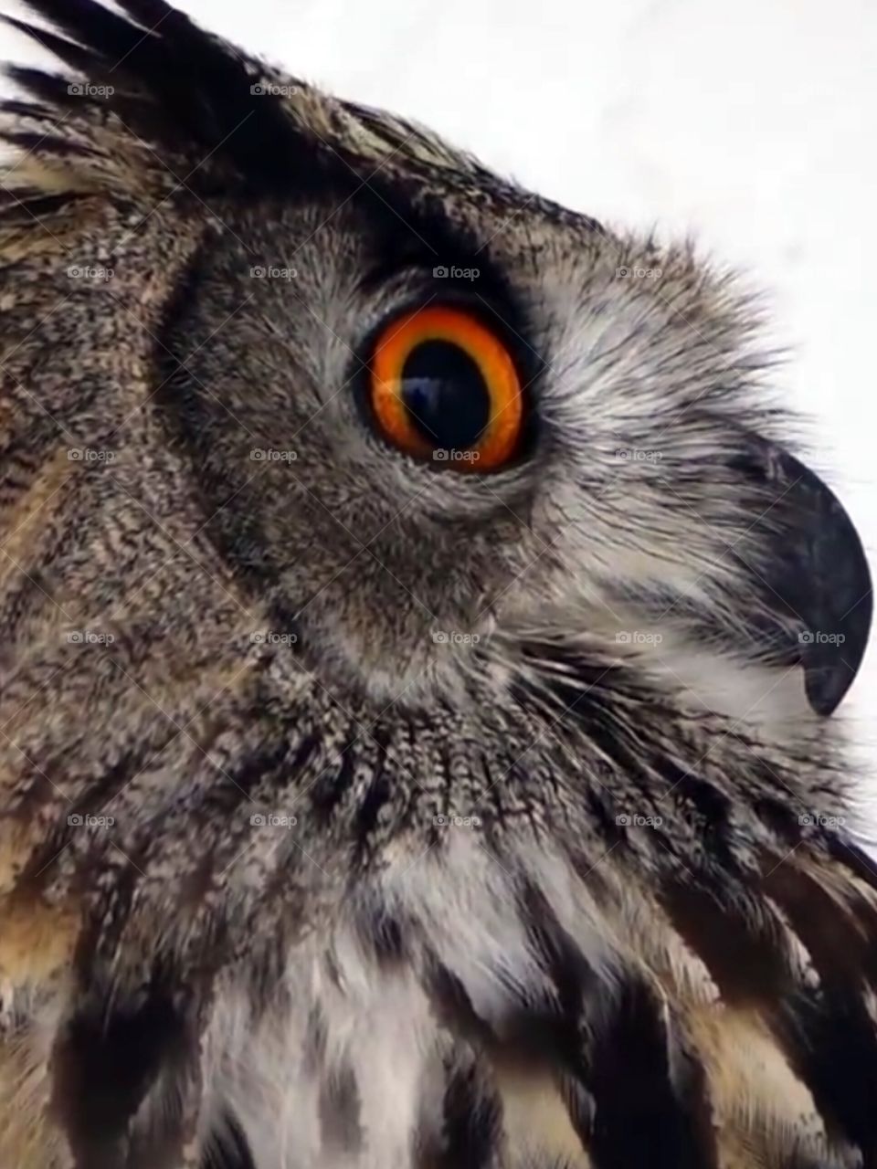from profile angle owl