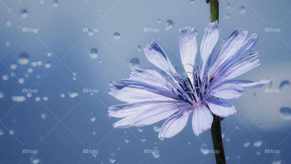 blue flower