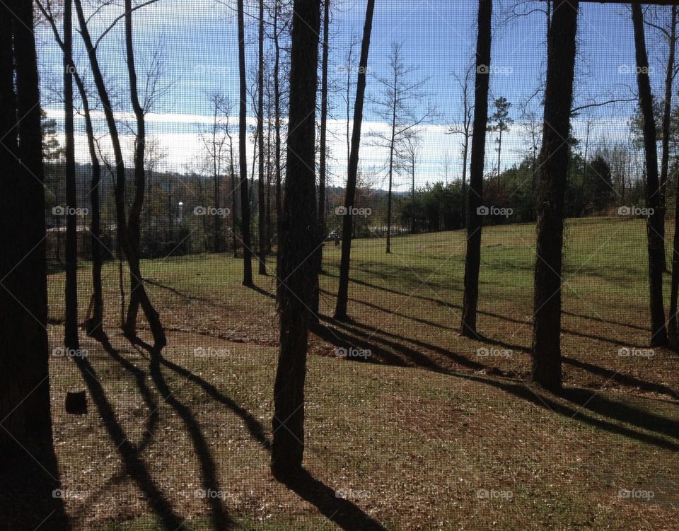 Strong, Tall tree’s standing with their shadows against a beautiful blue skyline.  