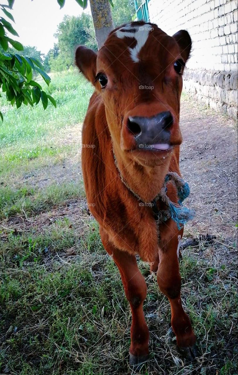 Summer in the countryside.  Near a brick house under a green tree stands a brown calf with a white spot on its forehead.  Calf showing tongue