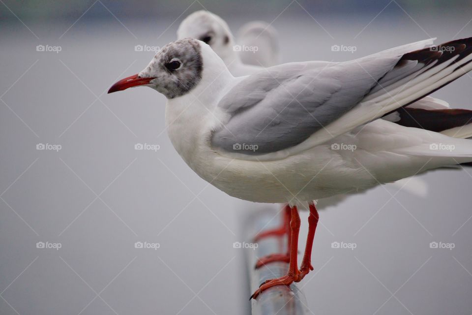 Close-up of seagulls perching