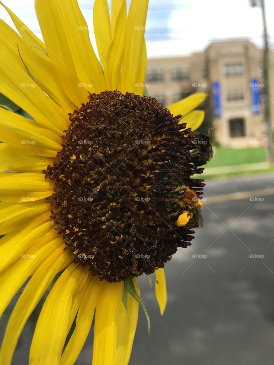 Two bees on sunflower 