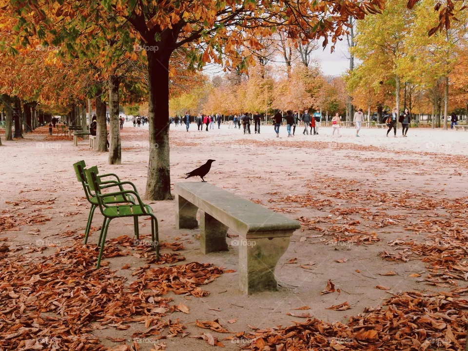 Fall, Tree, Leaf, Bench, Nature