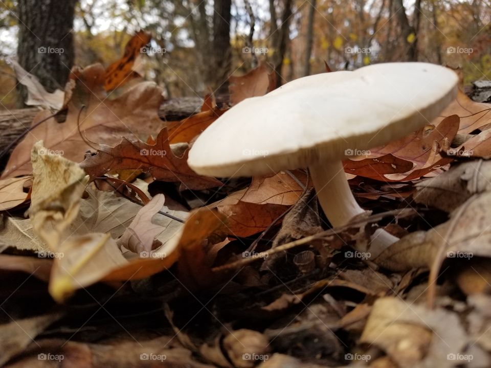 mushroom  so cool