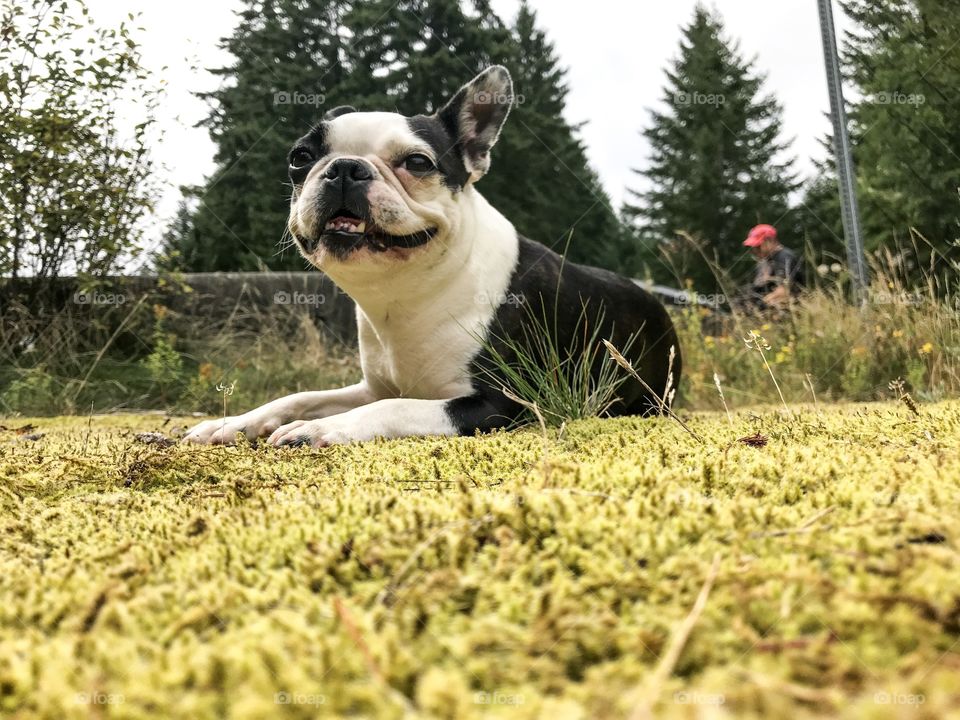 After a full speed run at the dog park, socializing with her canine buds, love & cuddles from her human buds, several rounds of throw & fetch, & a full-on lick fest of her fav human - you couldn’t wipe the smile off this dogs face! Priceless!😍