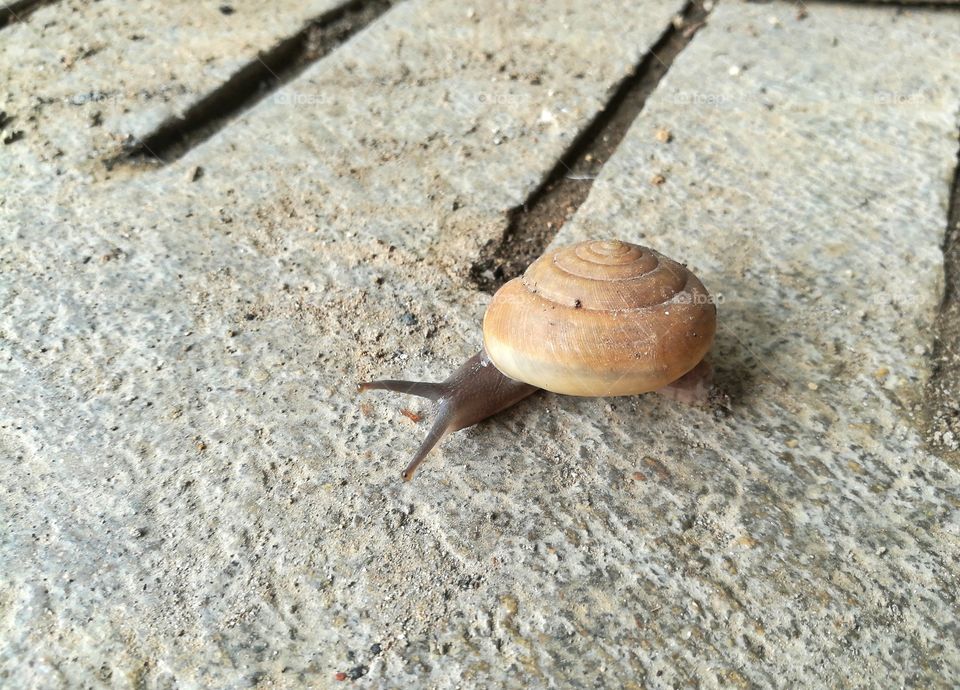 Land snail is moving on the concrete floor.