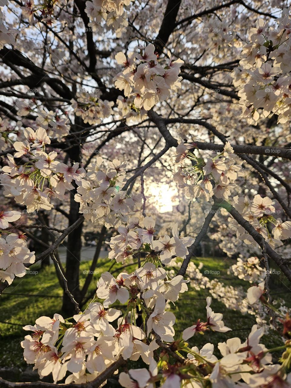 Sakura at full bloom