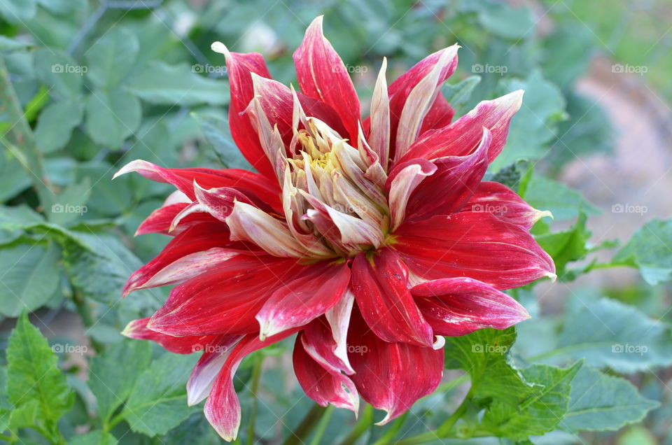 Flower blooming in the garden