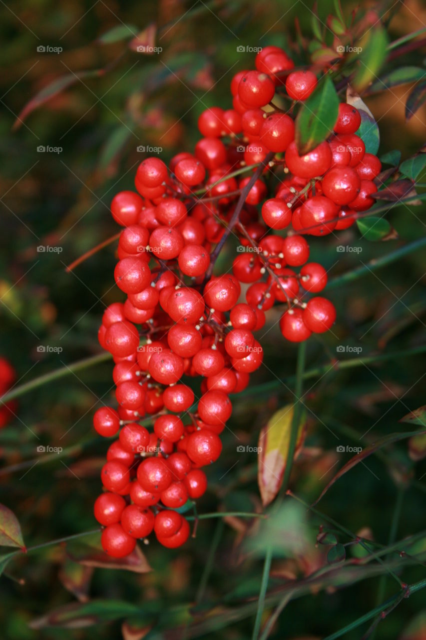 Red Berry Bush
