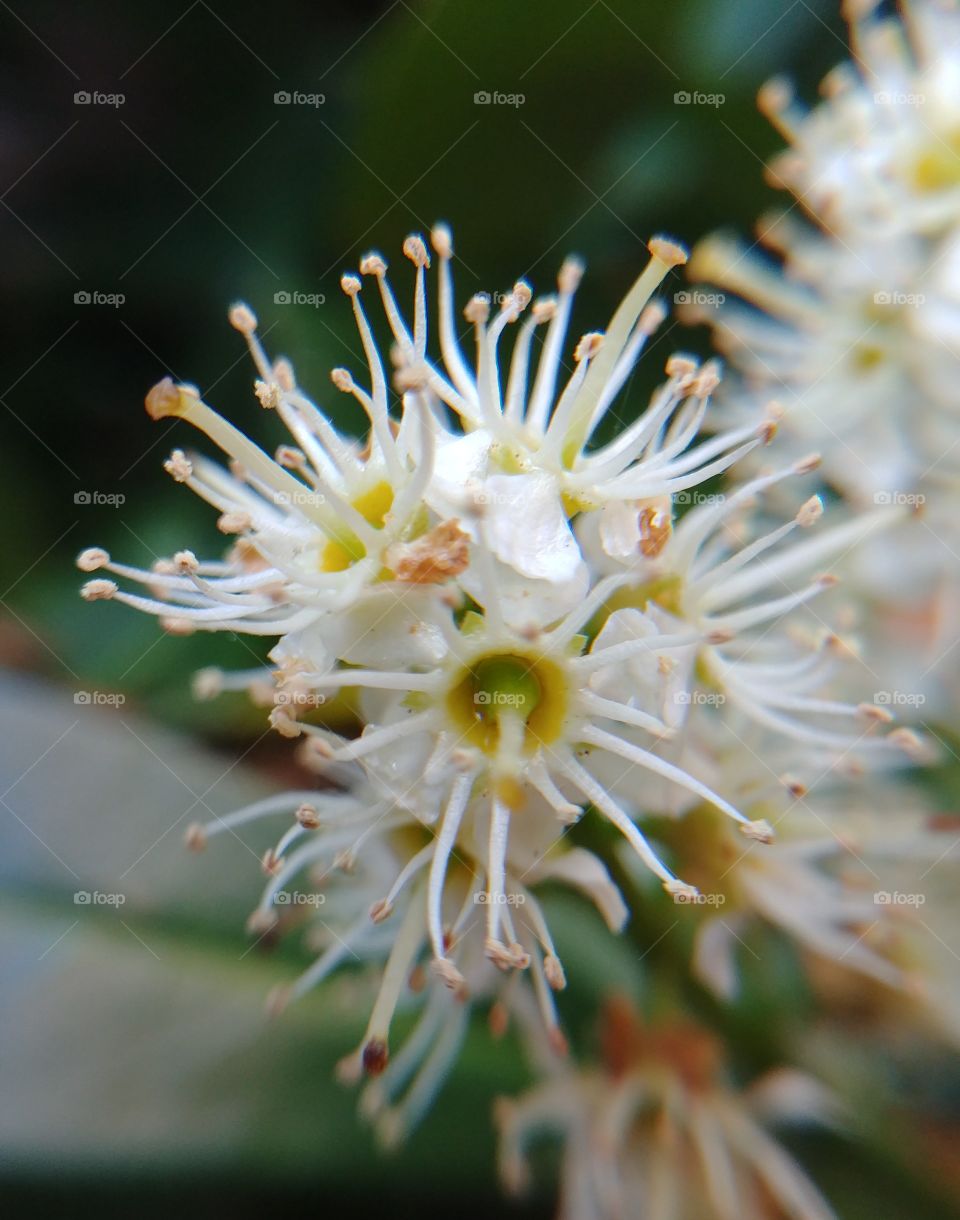 blume blühten Blüte blühen Frühling Sommer weiß Busch