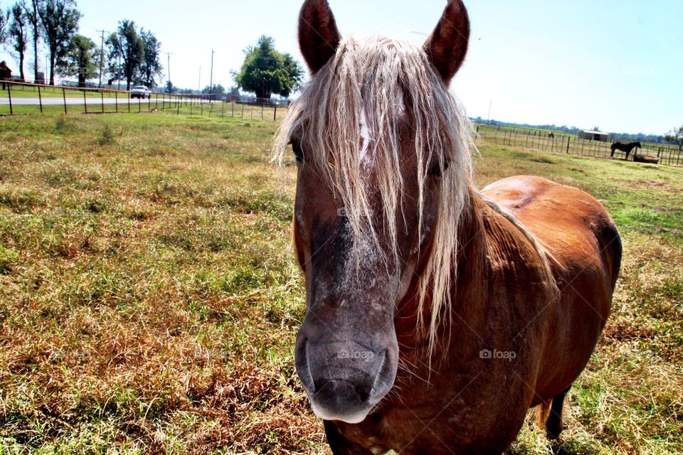 Close-up of horse standing on field