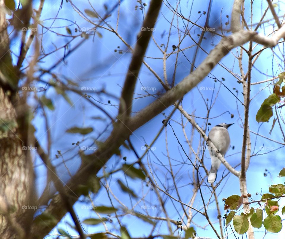 Low angle view of bird perching