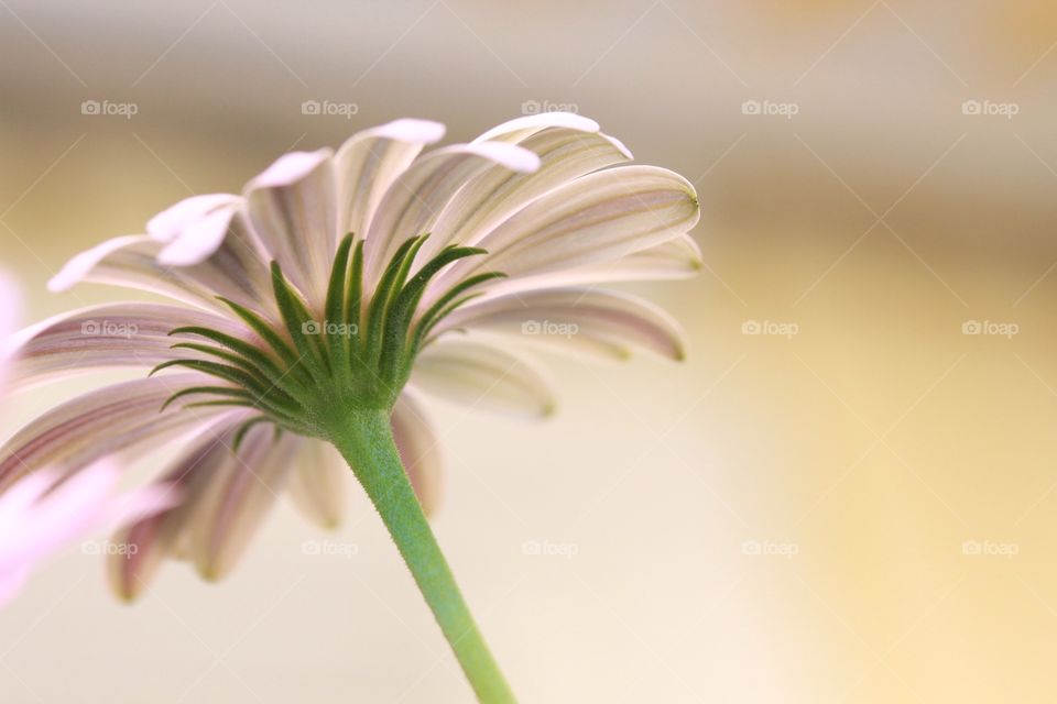 Closeup pink flower