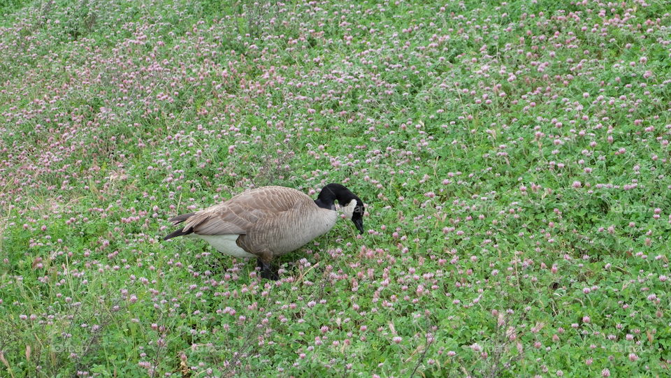 Duck standing amongst wildflowers