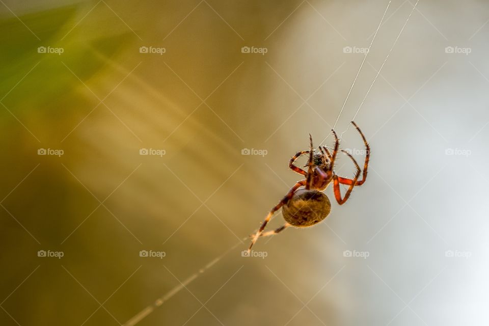 Spotted Orb Weaver?