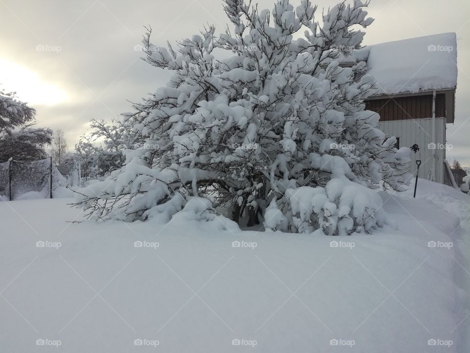 Garden covered in snow. Heavy snowfall covered the trees and everything else in snow.