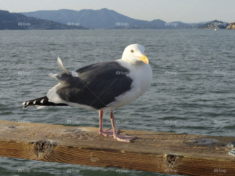bird california san francisco by feche_103