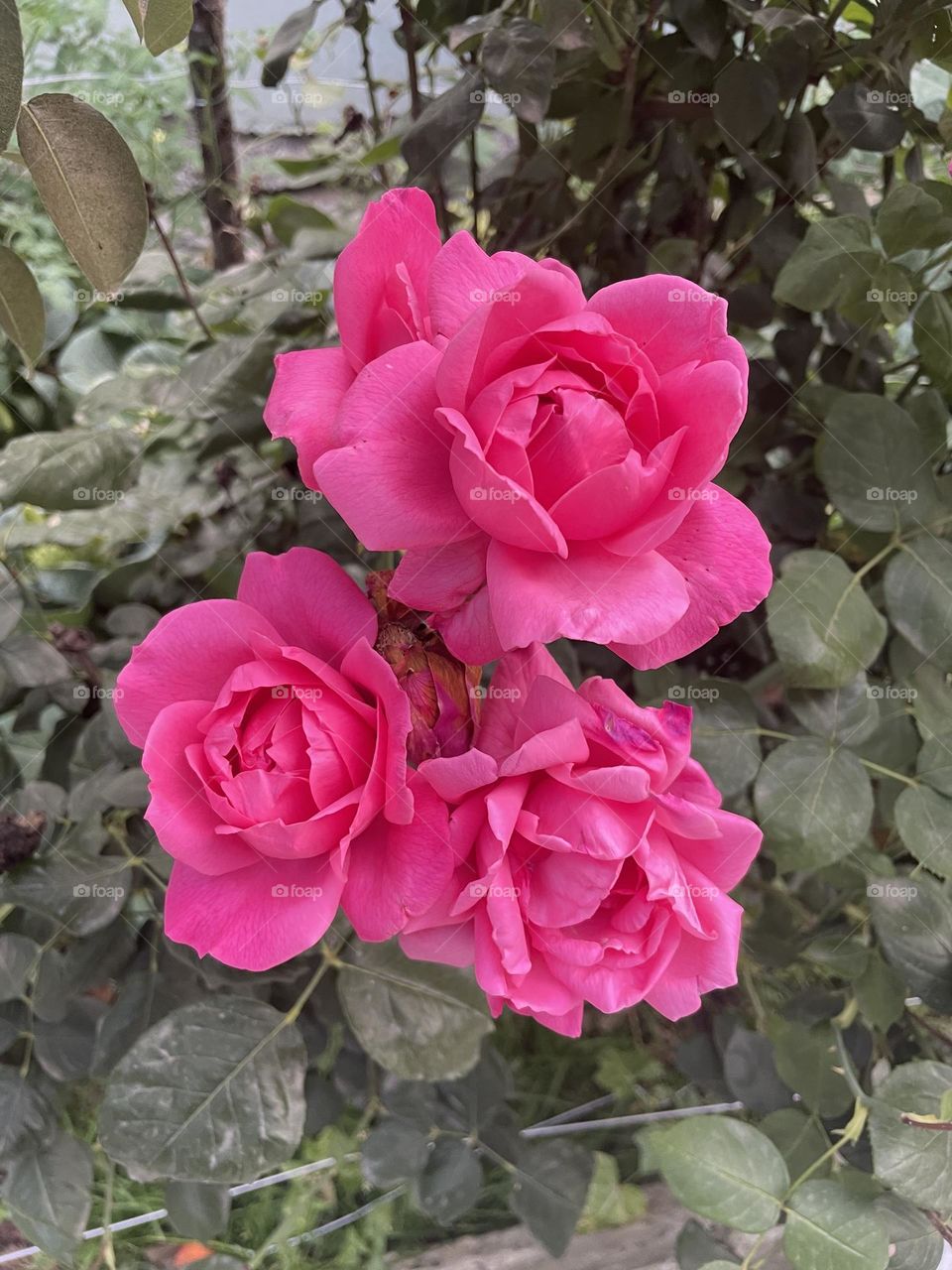 Roses are red and beautiful 