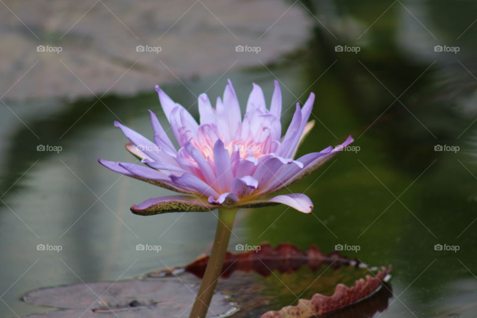 Water Lily