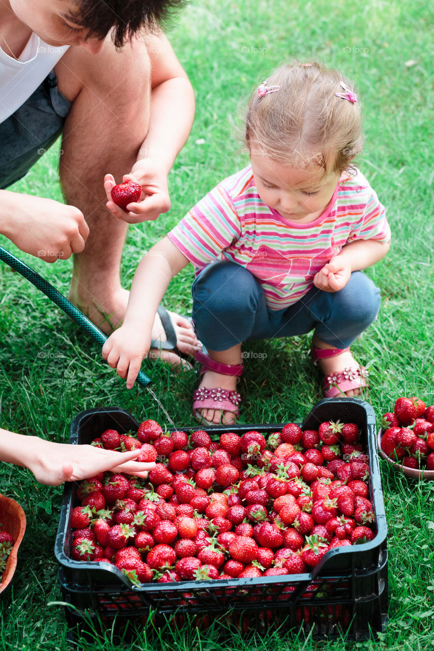 Man and daughter cleaning fresh strawberries