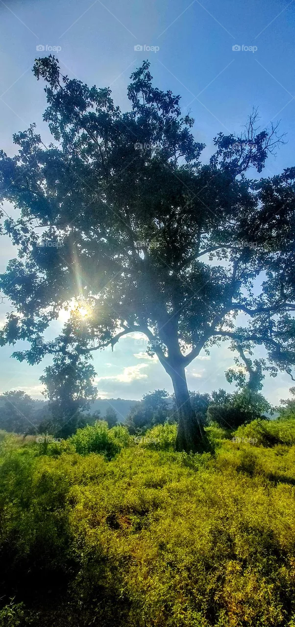 sunset