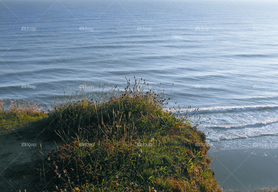 Grass and wildflowers on a cliff over the sea