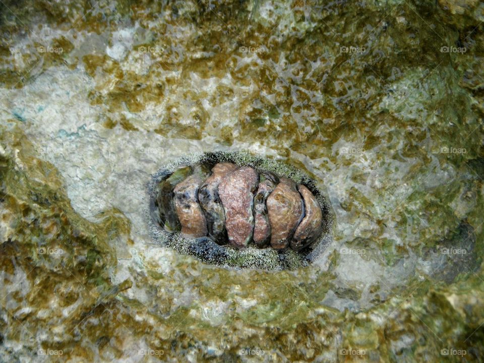 close up of shellfish  above sea rock