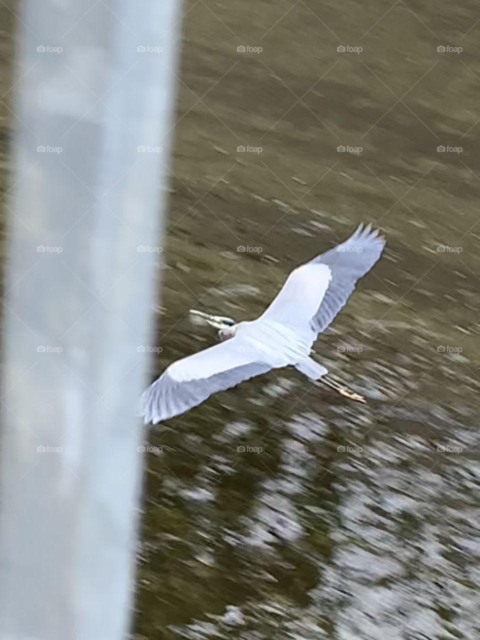 Flying blue heron