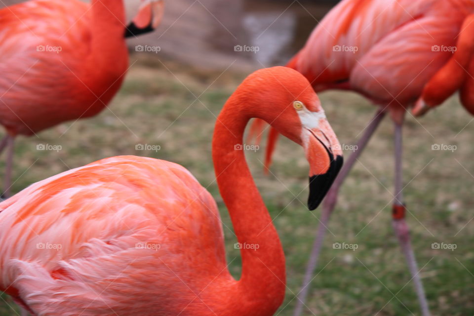 Pink Frilly Birds