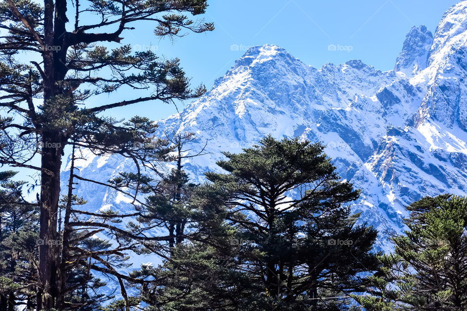 Selective focus: Yumthang Valley or Valley of Flowers sanctuary, is a nature beauty on meadows species of the rhododendron, the state flower, surrounded by the Himalayan mountains, North Sikkim, India