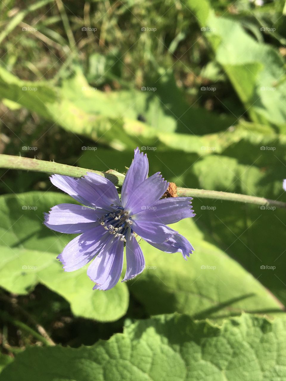 Wild chicory flower