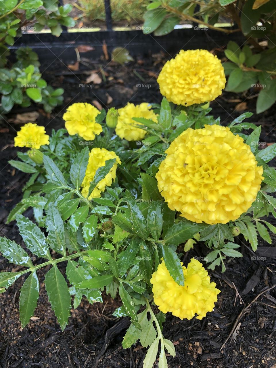 Marigold flowers 