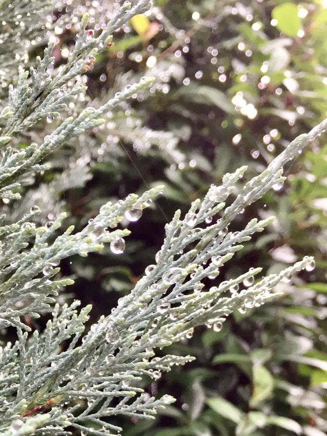 in my garden