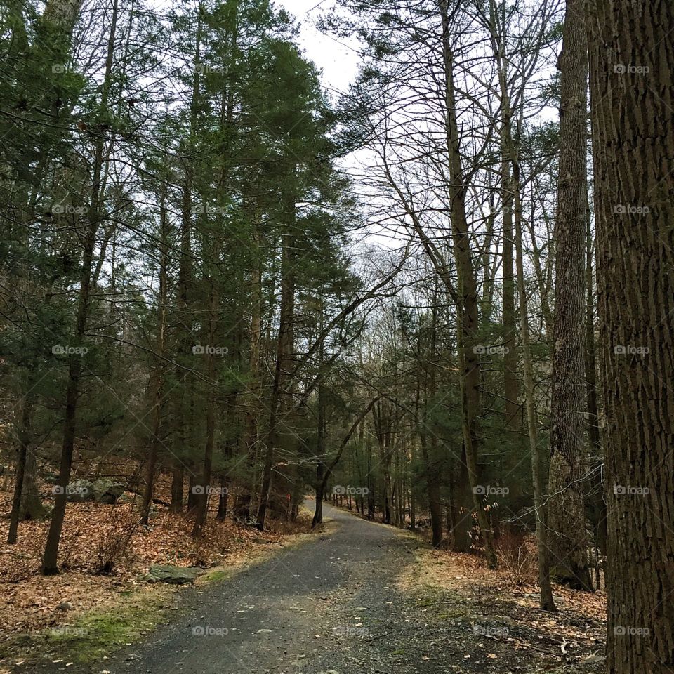 This trail is my favorite and known as Big Tree trail. 