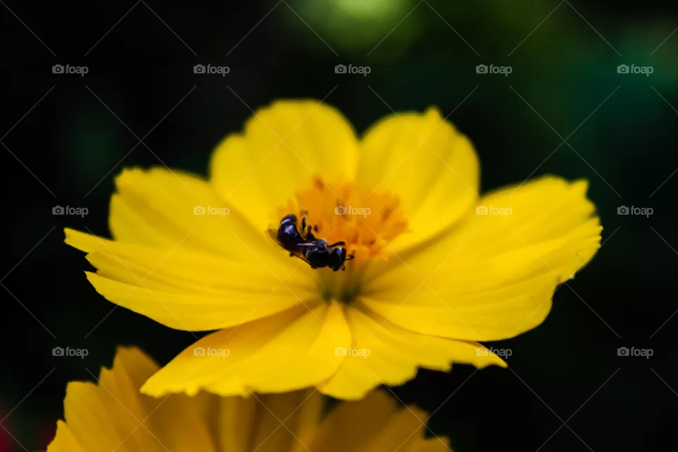 wasp